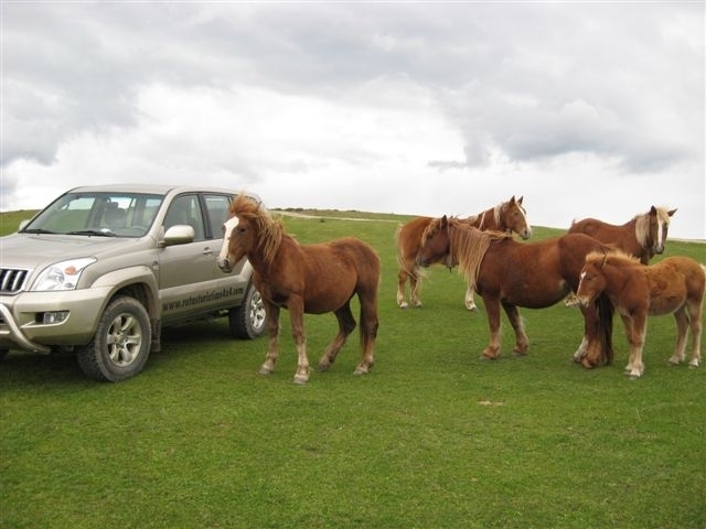 rutas-turisticas-4x4-safari-fotografico-cantabria_rutas-turisticas-4x4. (2).jpg